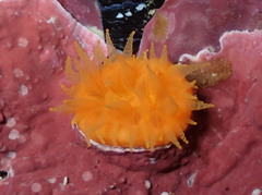 Balanophyllia regia