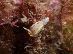 Diaphorodoris papillata