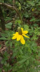 Ratibida coahuilensis