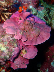 Lithophyllum stictaeforme