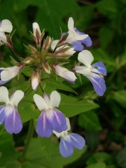 Collinsia verna