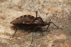 Triatoma vitticeps