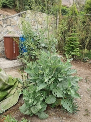 Nicotiana paniculata