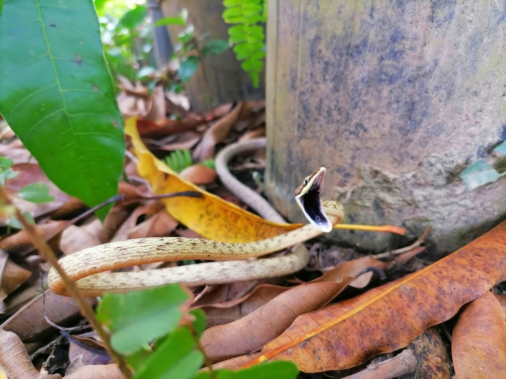 Rutherford's Vine Snake from #4 Muntaz Avenue, Endeavour, Endeavour ...