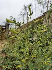 Nicotiana paniculata