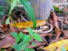 Oxybelis rutherfordi