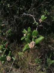 Rhus standleyi