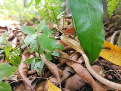 Oxybelis rutherfordi