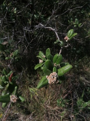 Rhus standleyi