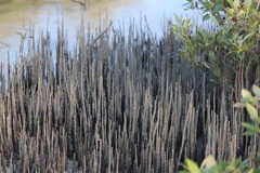 Avicennia marina marina