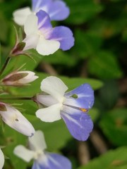 Collinsia verna