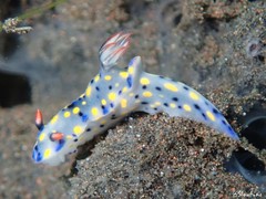 Hypselodoris confetti