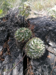 Mammillaria karwinskiana