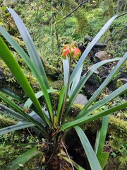 Clivia