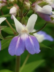 Collinsia verna