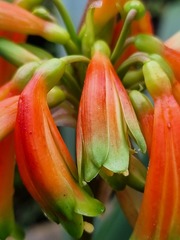 Clivia