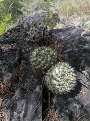 Mammillaria karwinskiana