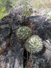 Mammillaria karwinskiana