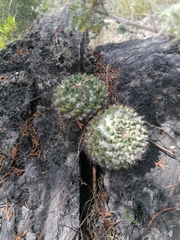 Mammillaria karwinskiana