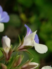 Collinsia verna