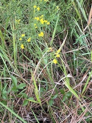 Apis mellifera image