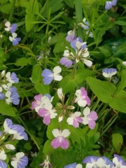 Collinsia verna