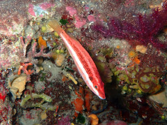 Symphodus doderleini