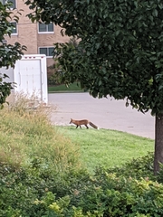 Vulpes vulpes
