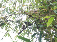 Chlorospingus semifuscus