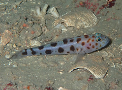 Thorogobius ephippiatus