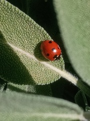 Coccinella septempunctata