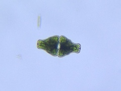 Euastrum ansatum