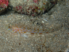 Thorogobius macrolepis