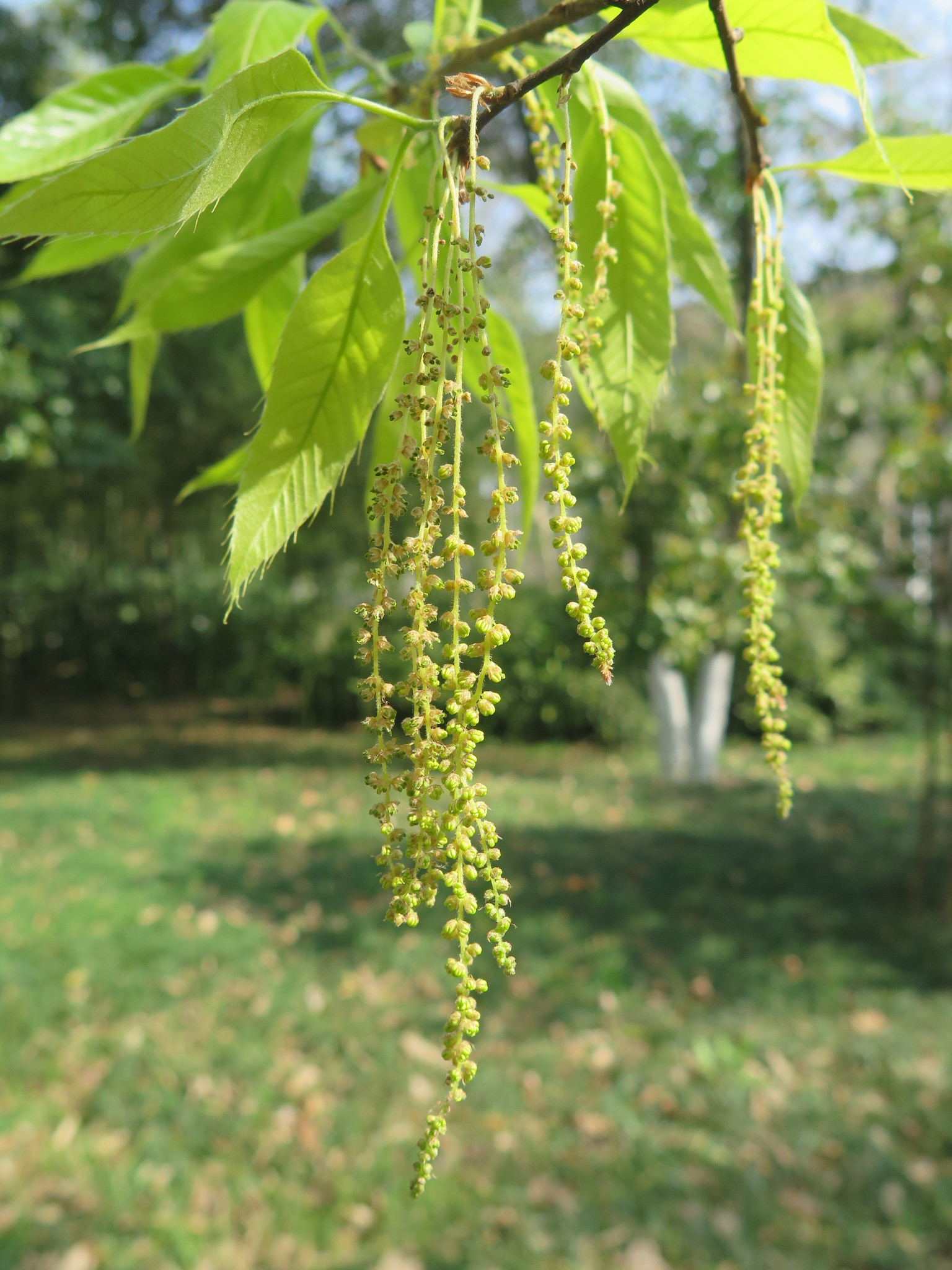 Quercus chenii