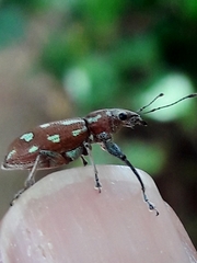 Naupactus bellus