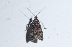 Eudonia philerga