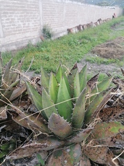 Agave kerchovei