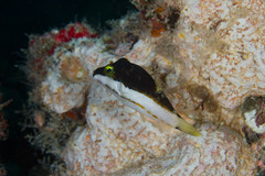 Canthigaster smithae