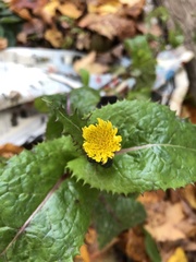 Sonchus asper