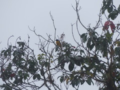 Anisognathus notabilis