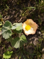 Callianthe pauciflora