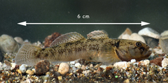 Padanian Goby photo 2