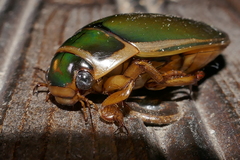 Dytiscus circumcinctus