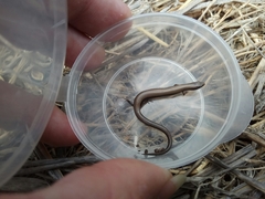 Ablepharus rueppellii