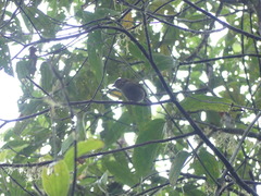 Chlorospingus semifuscus