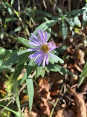 Symphyotrichum novi-belgii