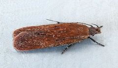 Gelechia panella