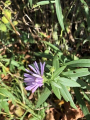 Symphyotrichum novi-belgii