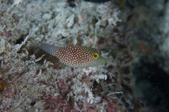 Canthigaster janthinoptera