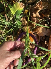 Symphyotrichum novi-belgii
